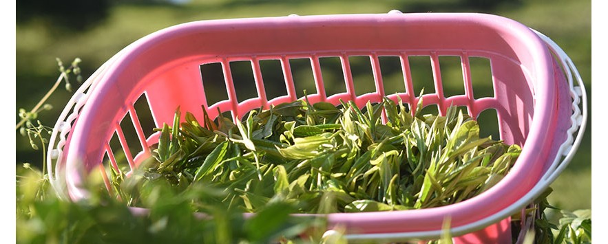 چای اعلای شمال