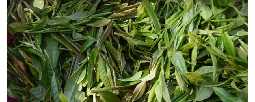 چای اعلای شمال