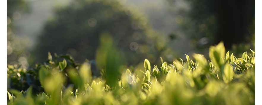 چای اعلای شمال